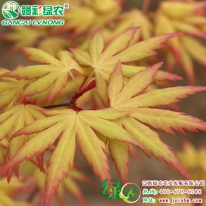 三季黃葉楓樹(shù)-金桂黃楓蟲(chóng)害的防與治